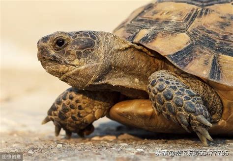 烏龜 長壽|神奇的動物之謎12 烏龜為什麼會長壽，它的壽命。